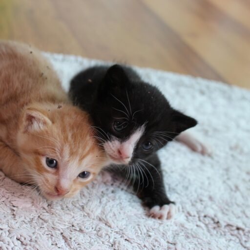 Zwei kleine Katzenbabys, die einte ist schwarz und die andere Orange, liegen am Boden.